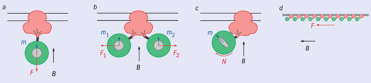 Diagram showing magnetic moments being induced in ferritin particles