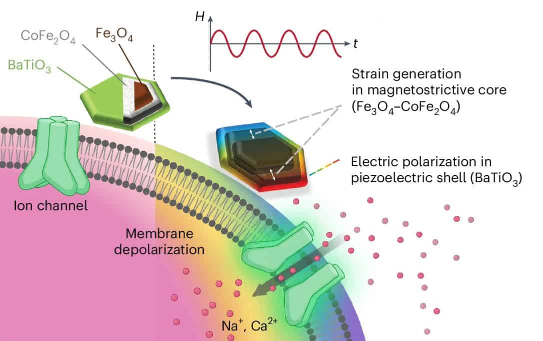 Magnetoelectric nanodiscs mediate neuromodulation